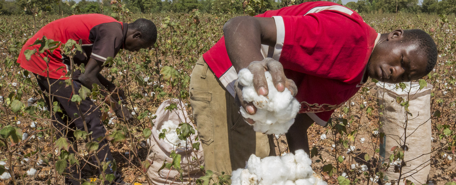 Sowing seeds of bright future for Burkinabe cotton farmers 