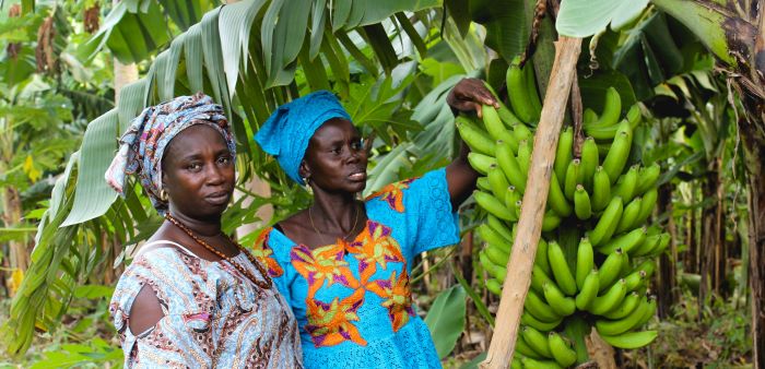 banana farmers in Senegal