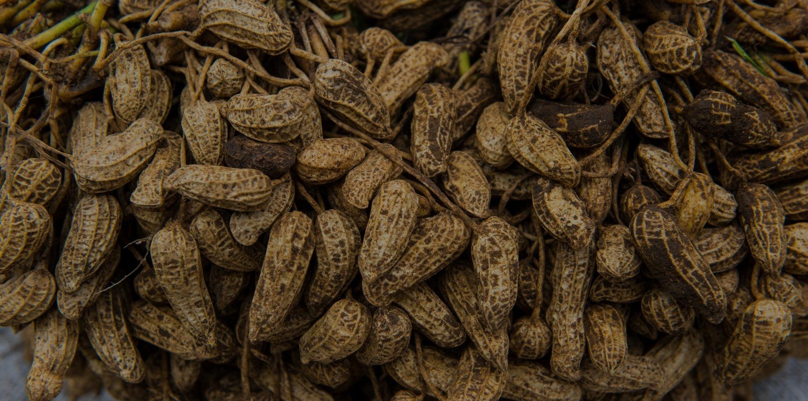 Freshly harvested peanuts (ground nuts)