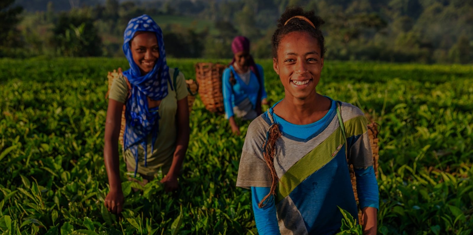 Women plucking tea leaves on plantation in East Africa