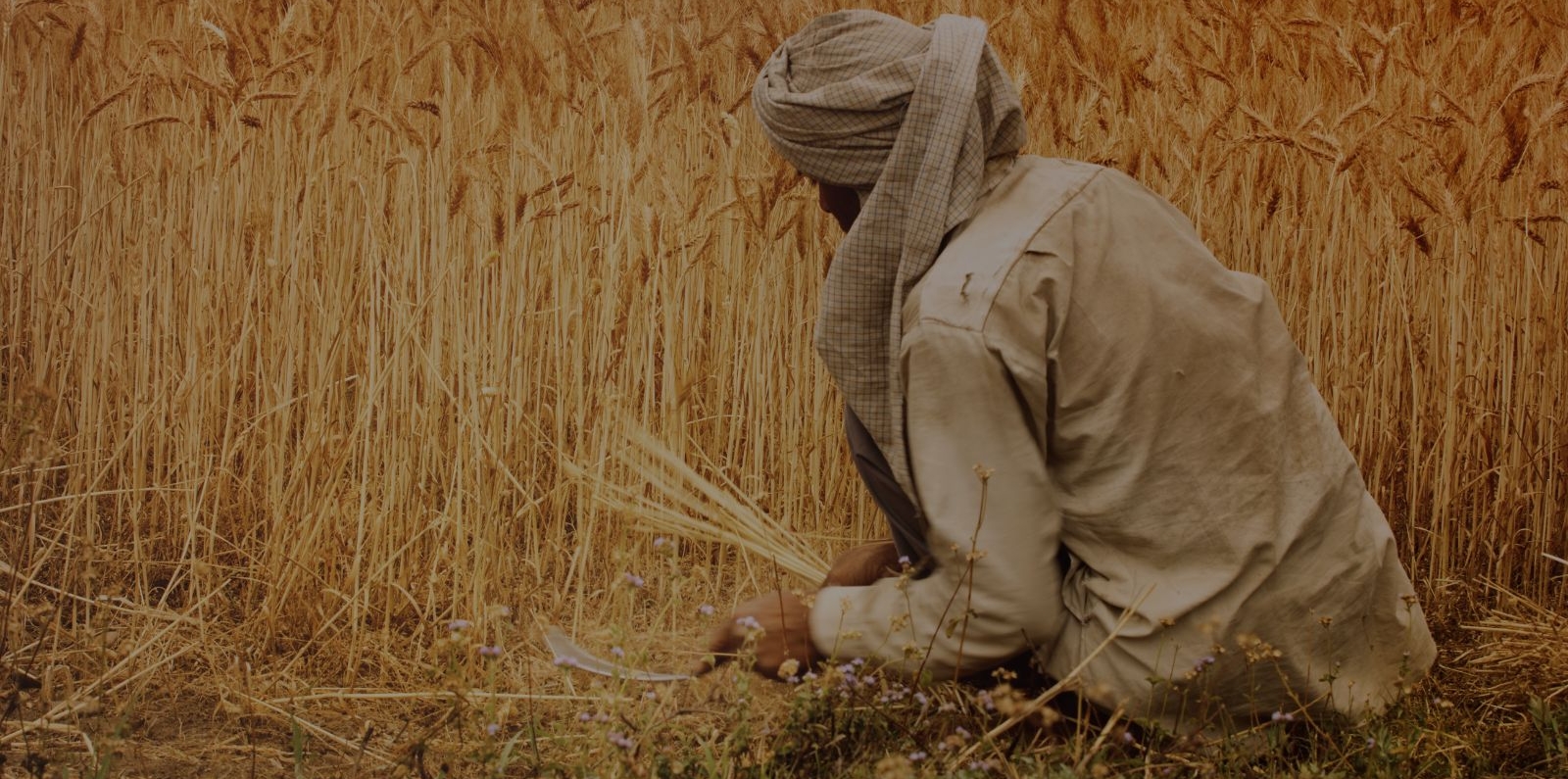  farmer harvesting wheat in a field surrounded by tall golden crops