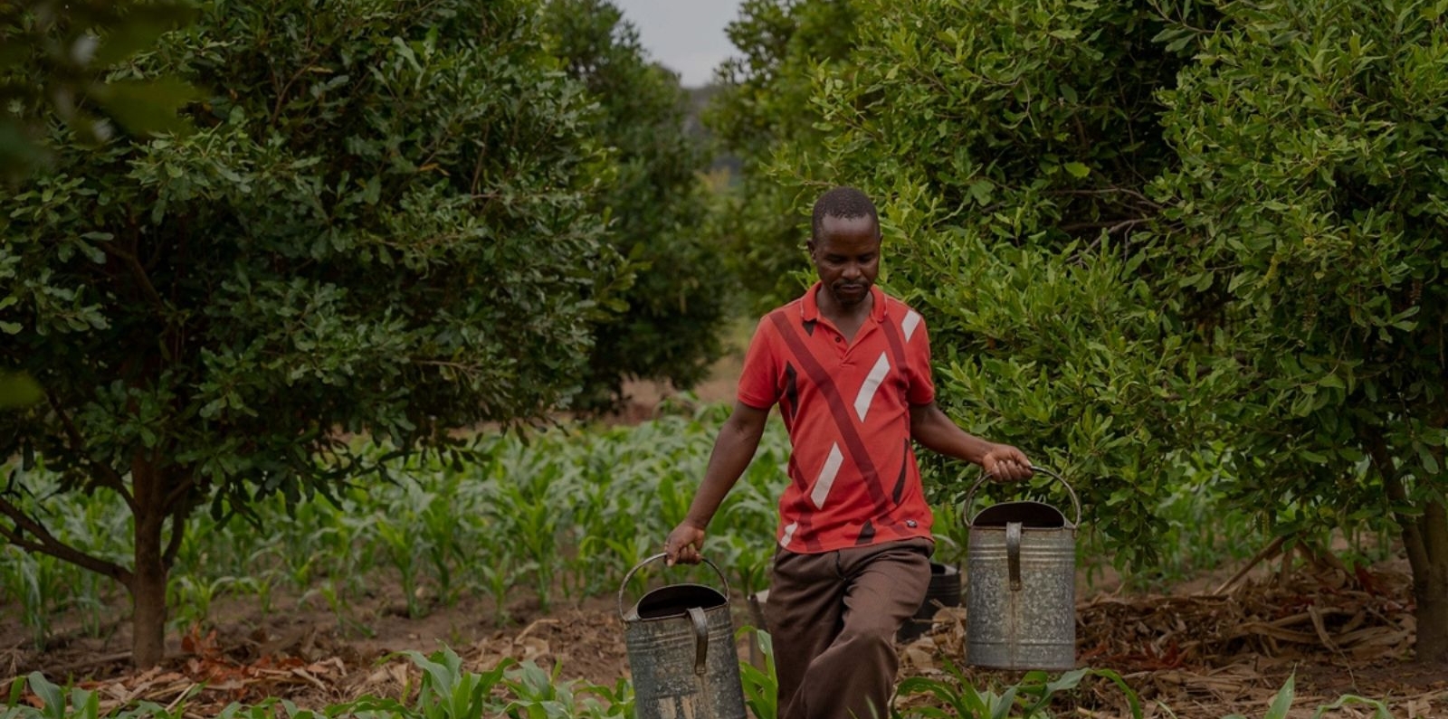 Obert Ntonyo walks through his macadamia plantation. 