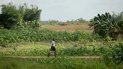 Farmer in Liberia