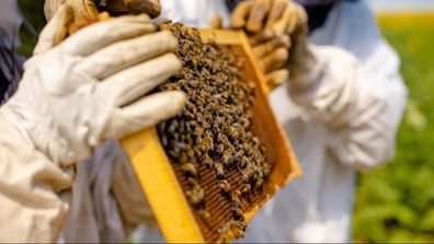 Beekeeping in Yemen