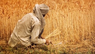  farmer harvesting wheat in a field surrounded by tall golden crops