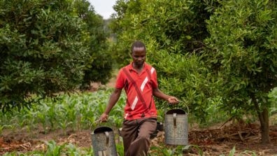 Obert Ntonyo walks through his macadamia plantation. 