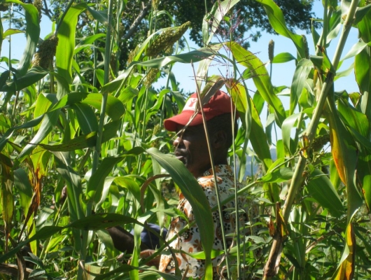 Farmer in Haiti