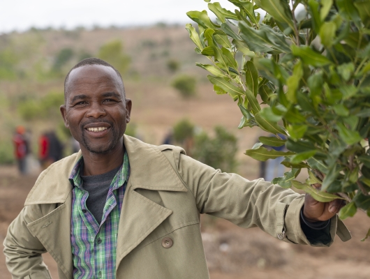 Global Tea, one of Malawi鈥檚 top macadamia producers, saw an opportunity to help small-scale farmers in Malawi improve their livelihoods while also securing more macadamia nut output to meet consumers鈥� demand. 