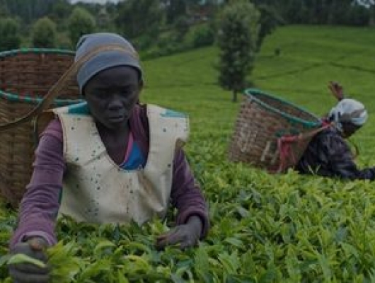 Kenya Tea Development Agency (KTDA)