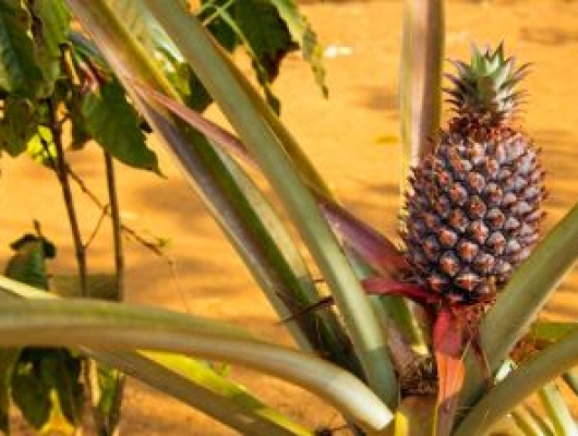 Pineapple fruit plantation in Laos